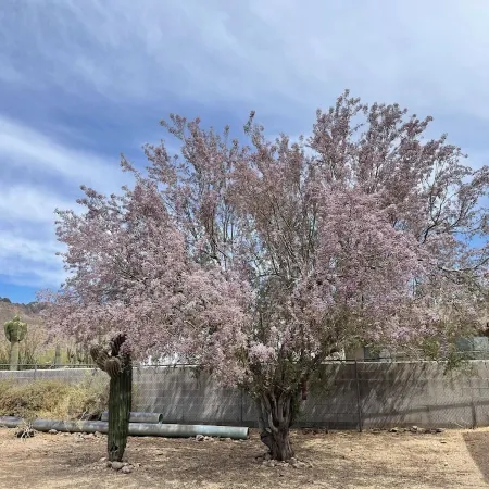 Desert Ranch House tucked into Nature's Beauty all around!