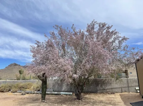 Desert Ranch House tucked into Nature's Beauty all around!
