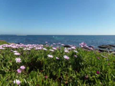 The sea for garden, home to four feet in water