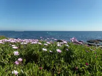 The sea for garden, home to four feet in water