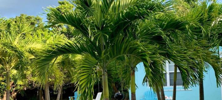 S1 BP Steps to Beach New A C Hotels in Grand Cayman