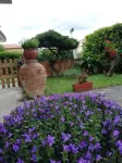 B&B Il Cedro Hotel in zona Chiesa di San Nicolò