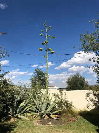 Blue Agave Bungalow - Your Perfect Spot To Escape The Hustle And Bustle!