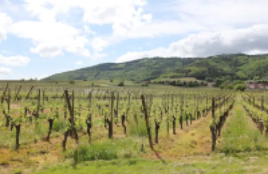 Cottage "L'Ecrin" in the heart of Riquewihr 2-4 people