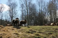 Willow apartment at Kamenný potok
