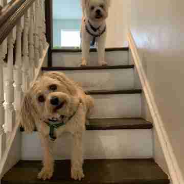 Steps to Boardwalk & Beach! Dog-friendly w/ Yard Others
