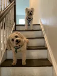 Steps to Boardwalk & Beach! Dog-friendly w/ Yard - balcony
