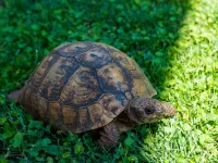 Apartments Garden - One-Bedroom Apartment with Terrace (2 Adults) Hotels in Cavtat