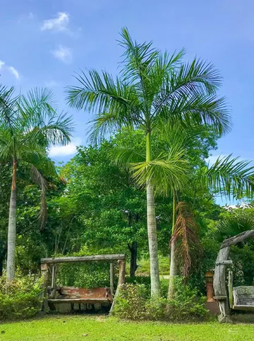 รูปภาพของบ้านสวนทิพย์ รีสอร์ท บ้านฉาง