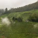 Ama Stays and Trails Tea Estate Bungalows , Munnar