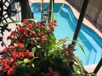 Golden Harvest Motor Inn - Pools