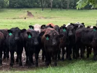 The Hombstead where luxury meets the "farm" Hotels in Cooper County