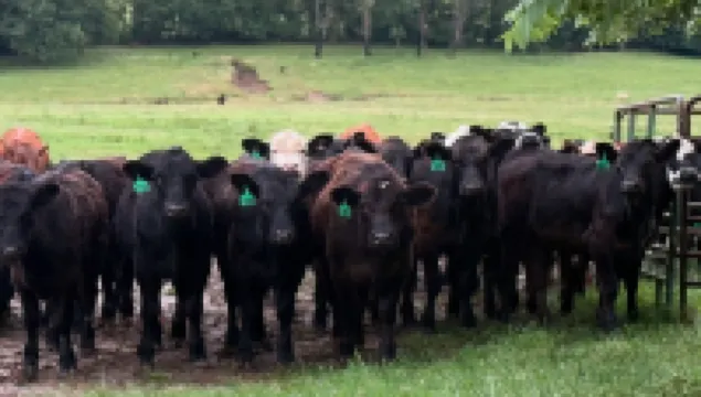 The Hombstead where luxury meets the "farm"