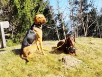 Vacation Home in Flachau - 3-Sterne