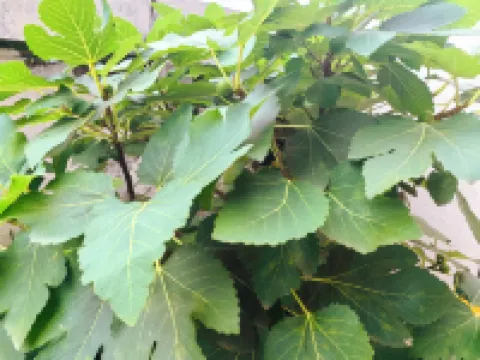 Nanxiaotu Apartment (Ginkgo Road No. 2)