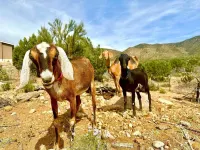 The Coyote Den #1: Experience Arizona Agritourism