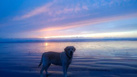 Spacious 4BR w/Arcade, Pet Friendly, near Beaches Отели рядом с достопримечательностью «Брадис Ойстерс»