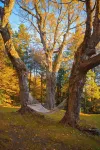 Foliage Galore! 14mi to Mt. Snow, Arcade, King Bed
