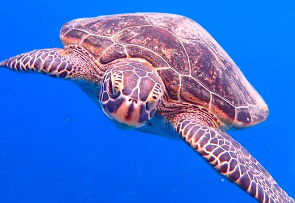 2. 모리야 이리오모..