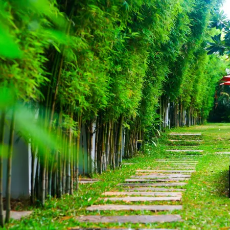 Palm Grove Resort, Pattaya