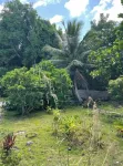 The tropical garden
