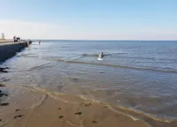 네세의 페리엔보눙