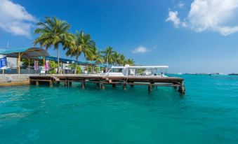 Tropic Tree Maldives