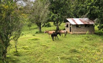 two horses are grazing in a grassy field next to a small wooden building , with trees and a thatched - roof hut nearby at Casa Piedra