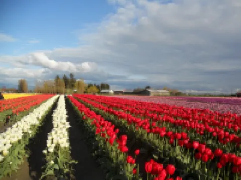 This Weekend Open & the Tulips Are Here! Cozy, View, Close to Fields & Festivals