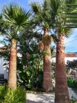 pretty apartment with sun terrace in the subtropical garden with WiFi and pool