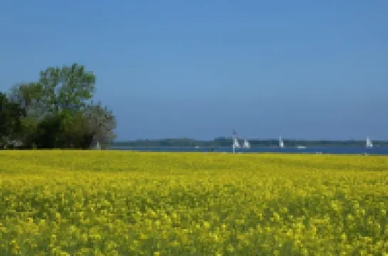 Ferienhaus Lachmöwe - Kleines, Modernes Haus, Idyllisch im Grünen Gelegen