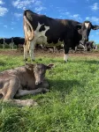 Gîte à la Ferme de la Corbinais
