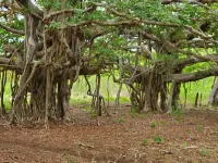 One Life Villas Avellanas Walk to Beach