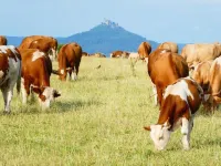 Cozy URIA vacation apartment in Balingen Ostdorf Hotels in Balingen