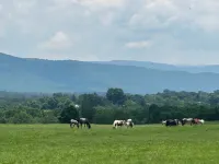 Riverfront Cabin – Summertime Escape in the Shenandoah Valley