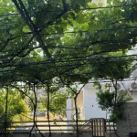 Vila Noah