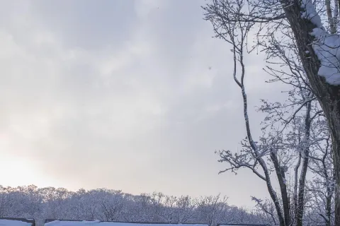 자보린