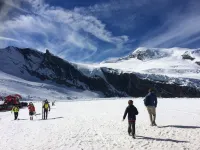 Alpenstern Distel