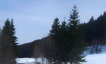 Hotel & Restaurant Gruner Baum - Die Grune Oase am Feldberg