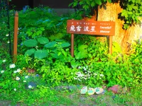 Pension Snowfall Meteor Hotels in Kaminoyama