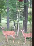Beautiful home on Rifle River! Enjoy kayaking, outdoor fire, wildlife viewing - Wi-Fi