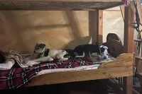 Cabin and adjacent tent site