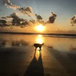 Sunny Cabin in Manzanita on the Oregon Coast, 5 min. walk by trail to the beach