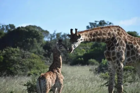 Barefoot Addo Elephant Lodge