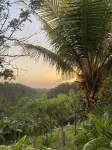 The tropical garden