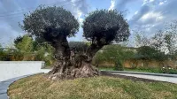 Luxury Rooms Hotels in Palma Campania
