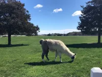 WALK TO VILLAGE LOCATION, NEW POOL, FAMILY COMPOUND!