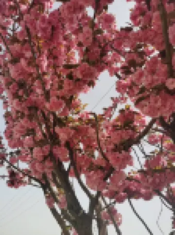 Ziyangjie Qingfeng Xiaozhu (Chicheng Road Branch)