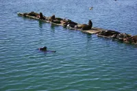 Coastal Cove Beach Bungalow! Beach Walks, Whale Watching, Agatha Hunting & More!