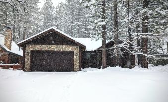 Arctic Wolf at Summit Base